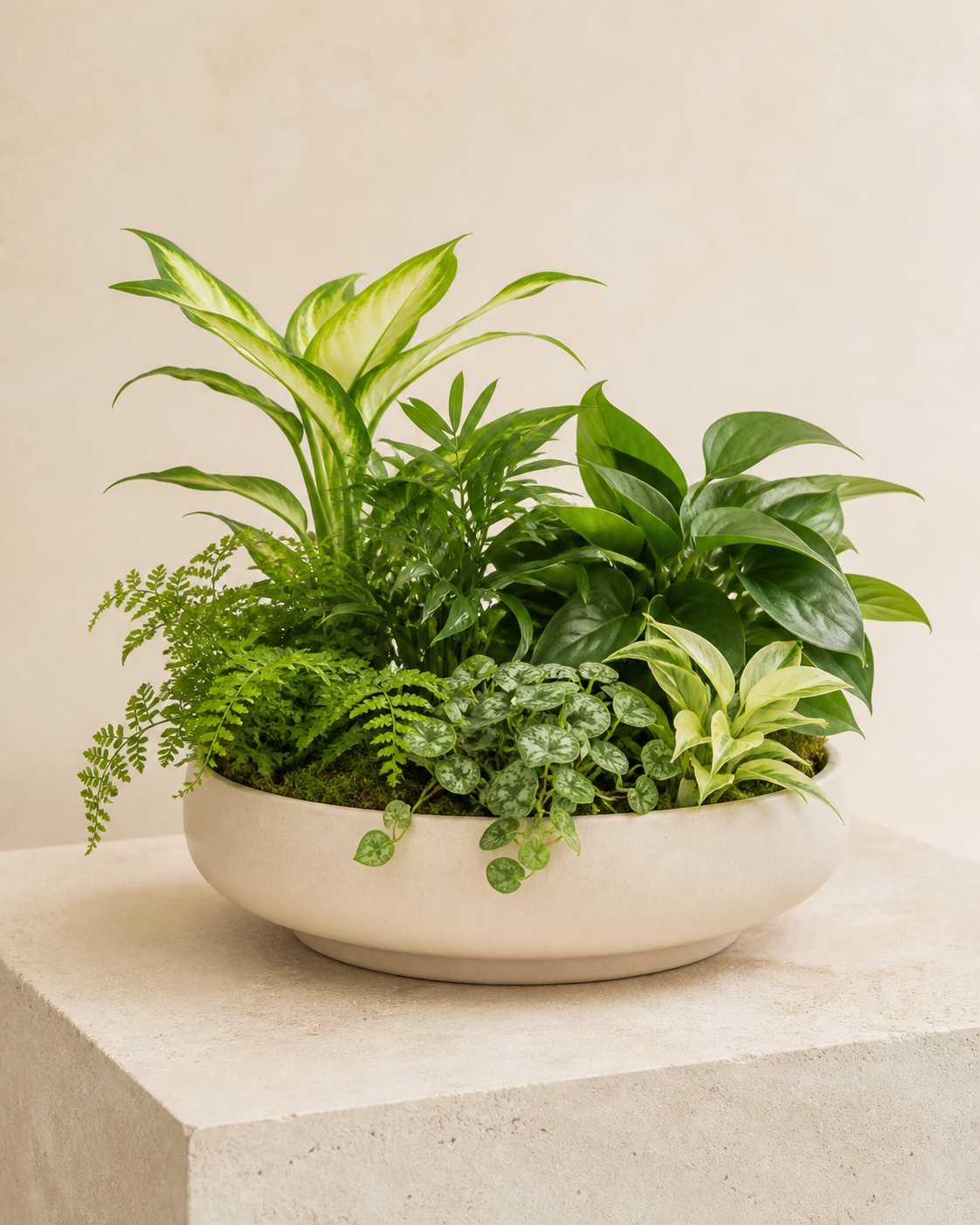 Dish Garden by Bloom Lane