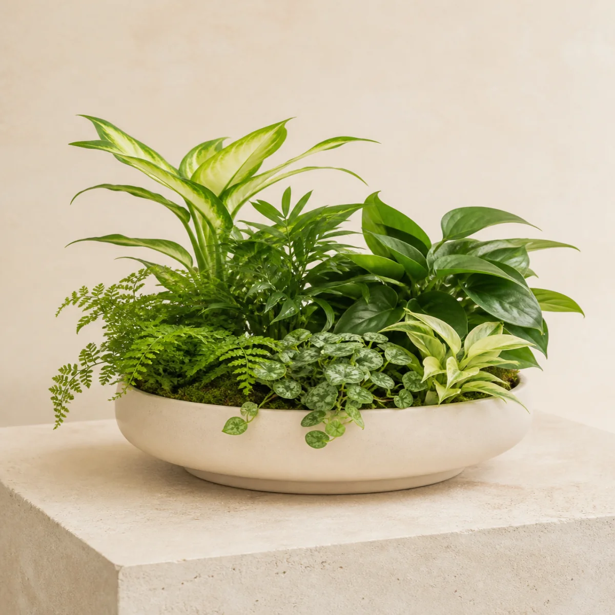 Dish Garden by Bloom Lane