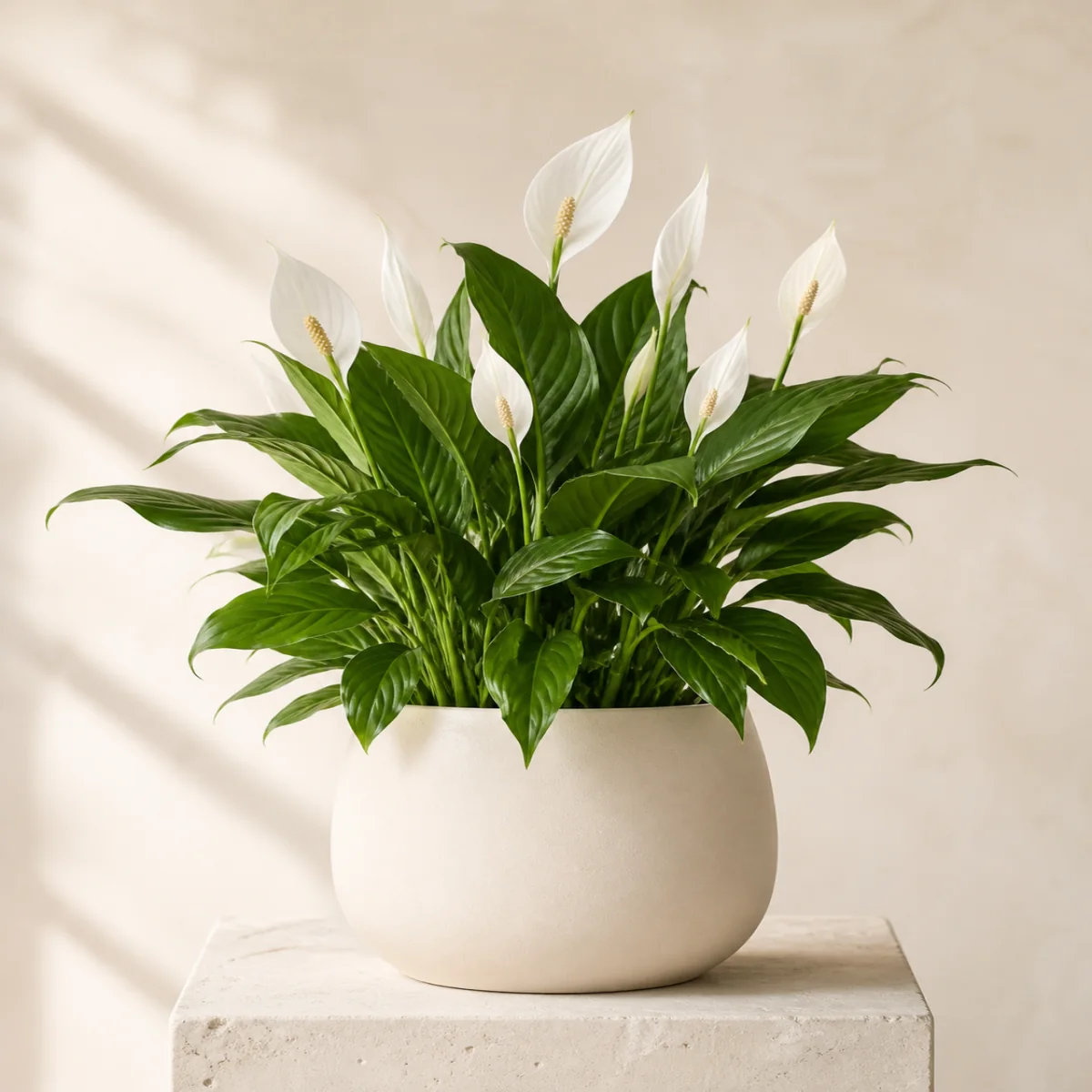 Peace Lily by Bloom Lane
