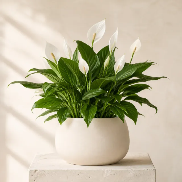 Peace Lily by Bloom Lane